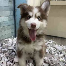 Pomsky