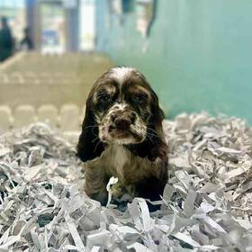 Cocker Spaniel