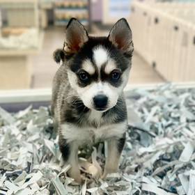 Alaskan Klee Kai