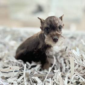 Mini Schnauzer