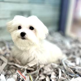 Maltese