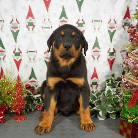 Rottweiler