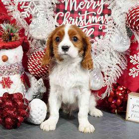 Cavalier King Charles Spaniel