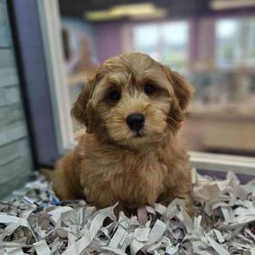 2nd Gen Mini Goldendoodle