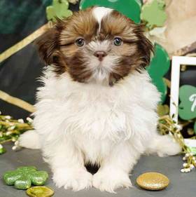 Shih Tzu