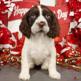 English Springer Spaniel