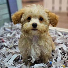 Cavapoo