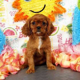 Cavalier King Charles Spaniel