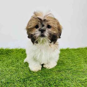 Shih Tzu