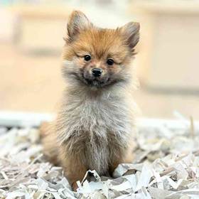 Pomeranian