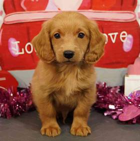 2nd Gen Mini Goldendoodle