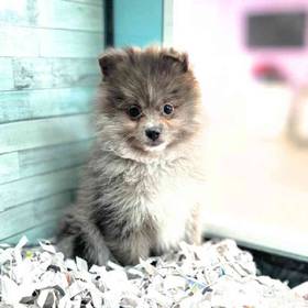 Pomeranian