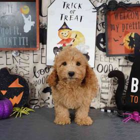 2nd Gen Mini Goldendoodle