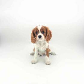 Cavalier King Charles Spaniel