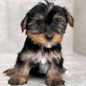 Yorkie