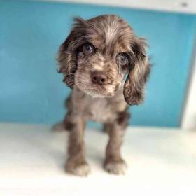 Cocker Spaniel