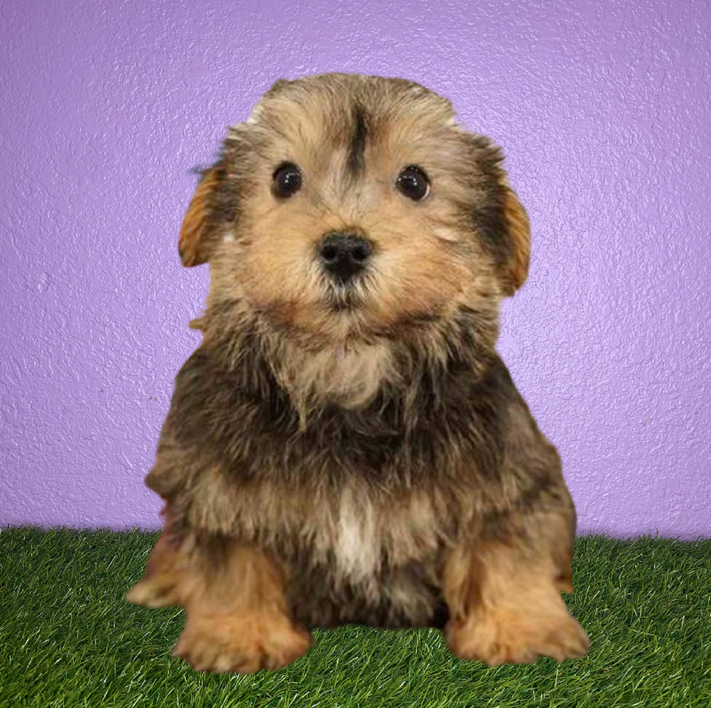 Information on Schnorkie Puppies for Sale in Arizona