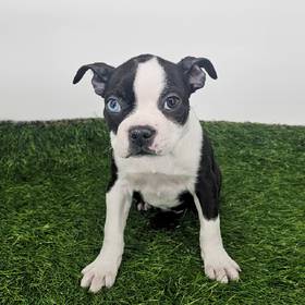 Boston Terrier