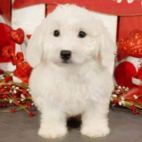 Bichon