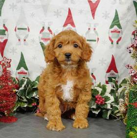 Cavapoo