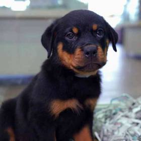 Rottweiler