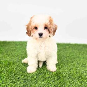 Cavapoo