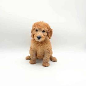 2nd Gen Mini Goldendoodle