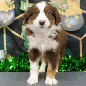 Mini Australian Shepherd