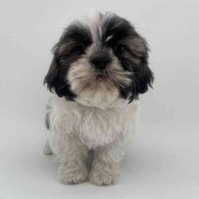 Shih Tzu