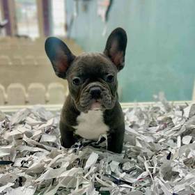 French Bulldog