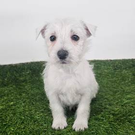 West Highland White Terrier