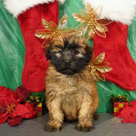 Soft Coated Wheaten Terrier