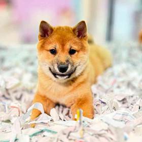 Shiba Inu