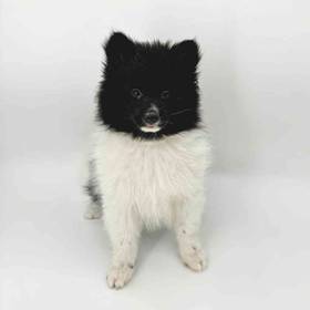 Pomeranian