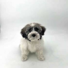 Coton De Tulear