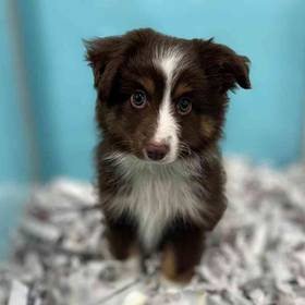 Mini Australian Shepherd