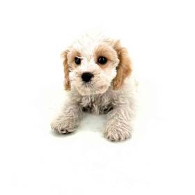 Cavachon