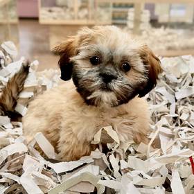 Shih Tzu