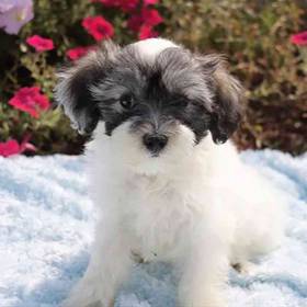 Coton De Tulear