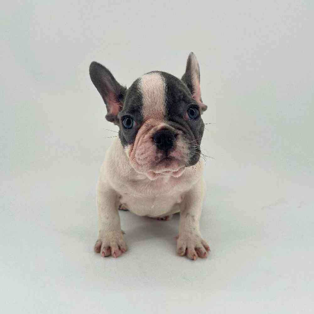 Image of a pet breed in the gallery