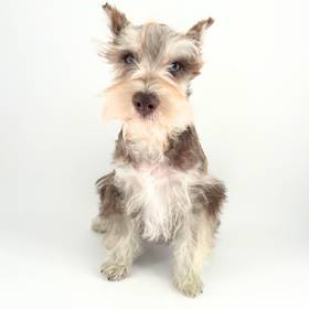 Mini Schnauzer