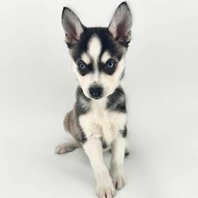 Alaskan Klee Kai