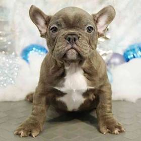 French Bulldog