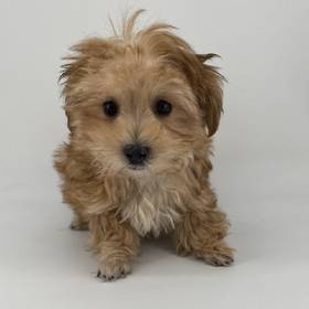 Yorkie-Poo