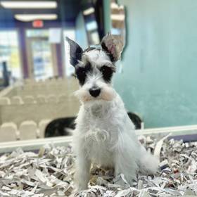 Mini Schnauzer