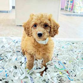 2nd Gen Mini Goldendoodle