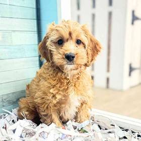 Cockapoo