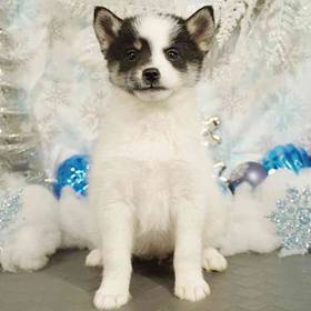 Pomsky