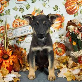 German Shepherd