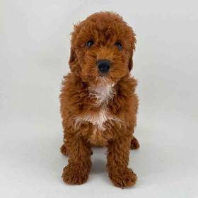 Poodle